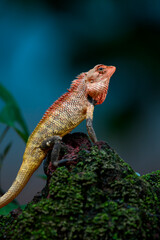 Fototapeta premium lizard on a branch