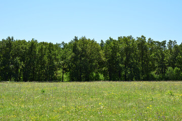 a field with a lot of green oak trees and flowers in it 