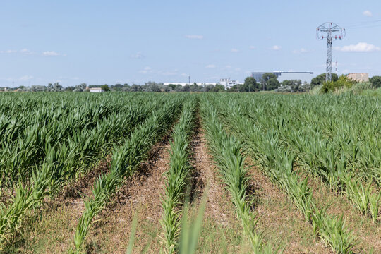 Vibrant corn field with drip irrigation in Spain