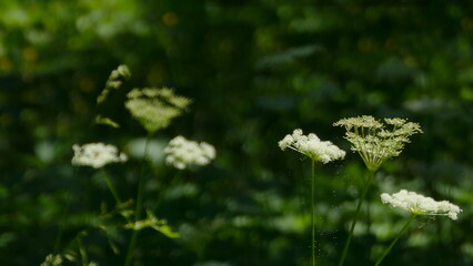 fiori bianchi © Diego