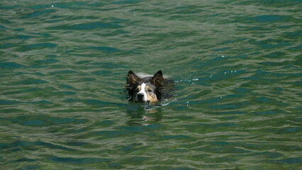 cane che nuota nel lago