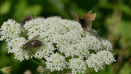 insetti e farfalle su fiore bianco