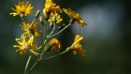 fiore giallo