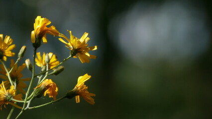 fiore giallo