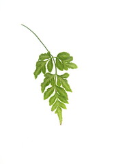 Foliage of ornamental fern, pteris enciformis, on white background