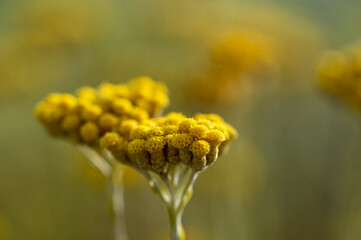 Detail of yellow flowers of immortelle or everlasting (Helichrysum arenaria) illuminated by evening light