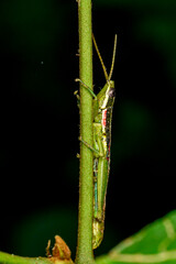 grasshopper on a leaf
