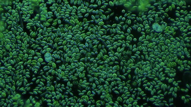 Drop of clear water under the microscope. Thousands of different microorganisms at 200x magnification. Water from river. Microbiology of aquatic environment. Water quality