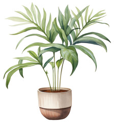 Obraz premium PNG Houseplant leaf flowerpot freshness.