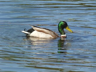 duck on a lake