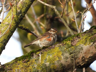 white-browed thrush, Redwing