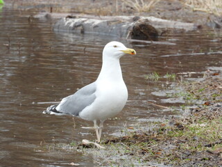 seagull on the beach