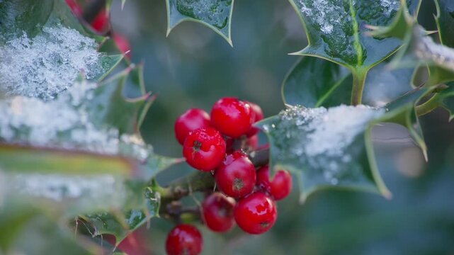 Close-up of red holly berries on branch covered with snow, Christmas scene