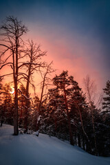 Winter landscape on a sunrise in the pine forest.