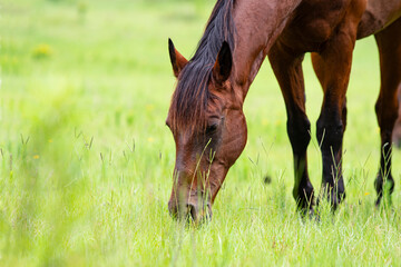 Bay horse with grass background