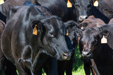 Black Angus cow and calf pair in a herd