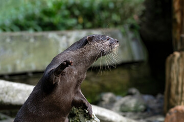 Obraz premium The Asian small-clawed otter with its prey