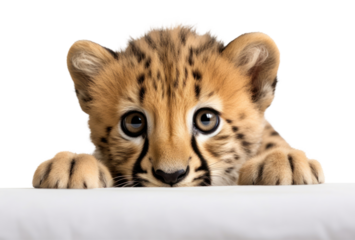 PNG Cheetah tiger wildlife leopard animal.