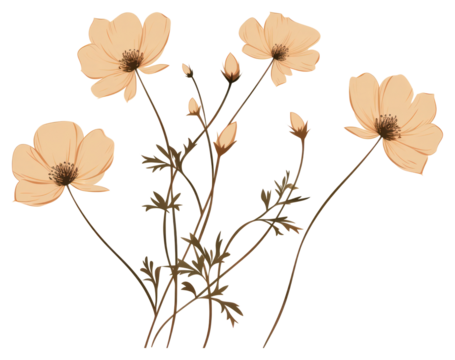 PNG Wildflower plant petal inflorescence. - Powered by Adobe