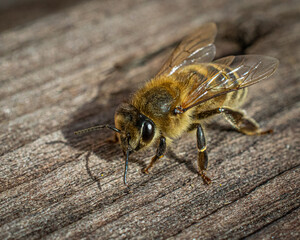 Honeybee resting on picnic table