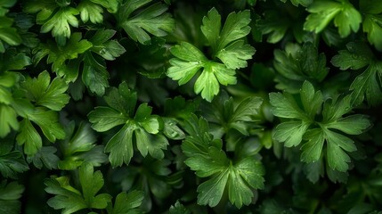 Fresh parsley leaves close-up, lush green foliage in bright natural light