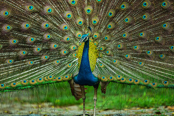 Obraz premium A Dancing peacock