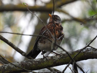 Fieldfare