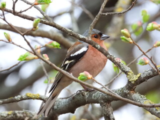 chaffinch