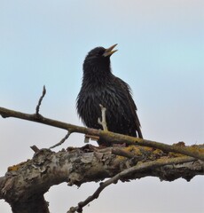 starling