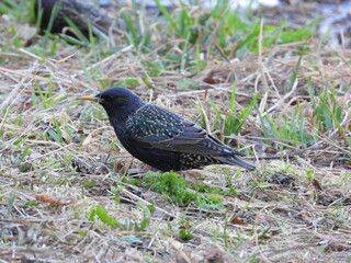 blackbird on the grass