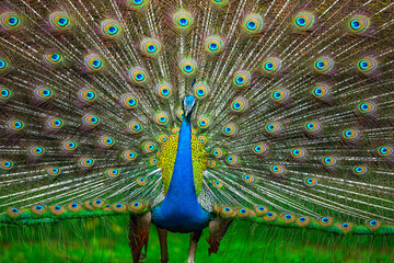 Obraz premium A Dancing peacock