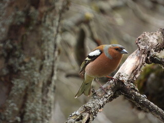 robin on a branch