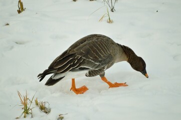 goose on snow