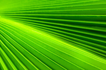 Obraz premium Image of a natural landscape in the abstract featuring shadows and green palm leaves.