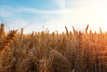 Fototapeta premium Golden Wheat Field Under Bright Blue Sky During Early Morning Hours