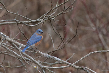 Bluebird, Dryden, N.Y.