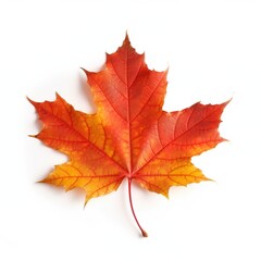 Fototapeta premium Dry autumn maple leaf on a white background