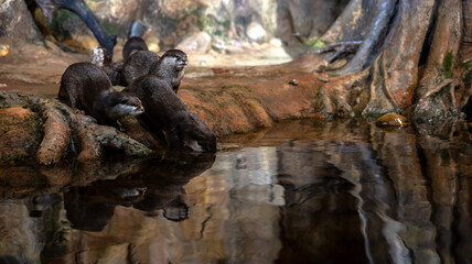 Joyful and Playful Otters Frolicking Happily by the Waters Edge on a Beautiful Sunny Day