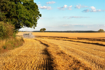 Fototapeta premium Harvesting Equipment Working in a Golden Wheat Field During Late Afternoon Hours Near Quiet Country Road