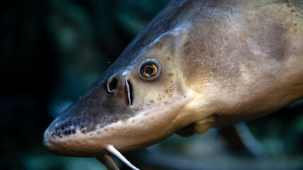 A CloseUp View of a Fascinating and Unique Freshwater Fish Species in Its Natural Habitat