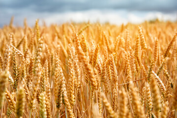 Fototapeta premium Golden Wheat Field Under Overcast Sky During late Afternoon