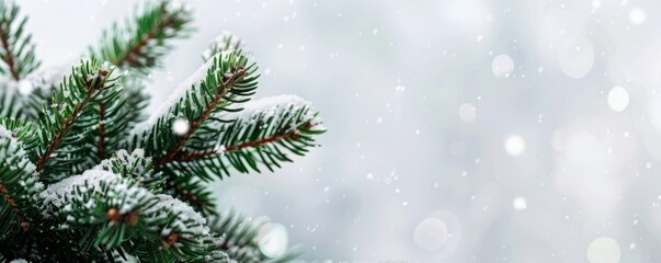 Fototapeta premium spruce branches with snow with space for text.