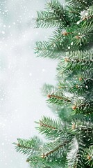 Fototapeta premium spruce branches with snow with space for text.