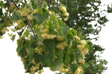 European linden in bloom, ornamental and medicinal plant, tillia cordata