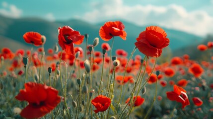 Fototapeta premium Blooming red poppies in a spring meadow under clear blue skies