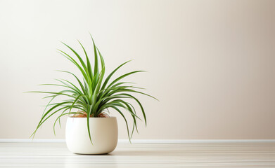 White Pot with Green Spiny Spider Plant on Floor Against Plain Background
