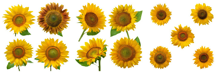 A Collage of Sunflowers