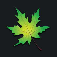 Realistic vector illustration of autumn leaf on dark background. Wedge leaf for designs, postcards, icons, banners, backgrounds, packaging, wallpapers, paper. 