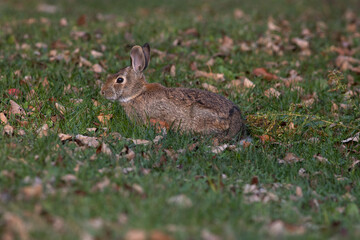 Rabbit in the leaves
