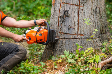 Tree Cutting Process With Chainsaw in Forest During Sunny Afternoon Near Clearings